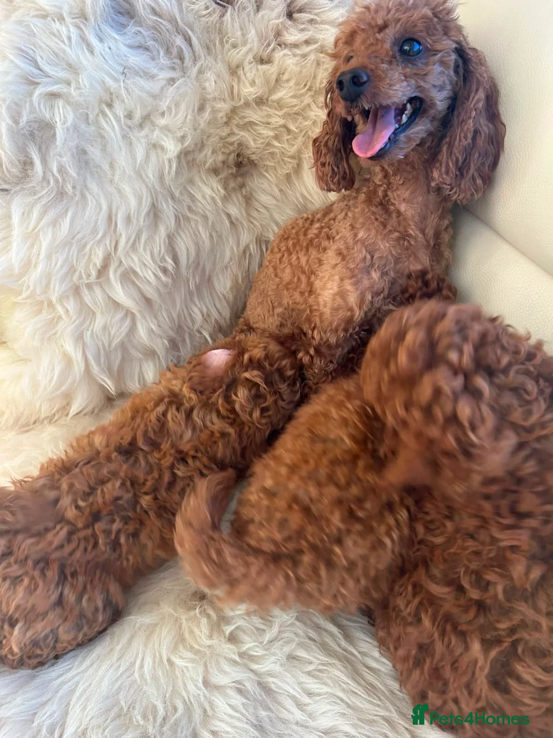 Toy Poodle dogs for sale: Kc registered toy poodle  in Faversham - Advert 1