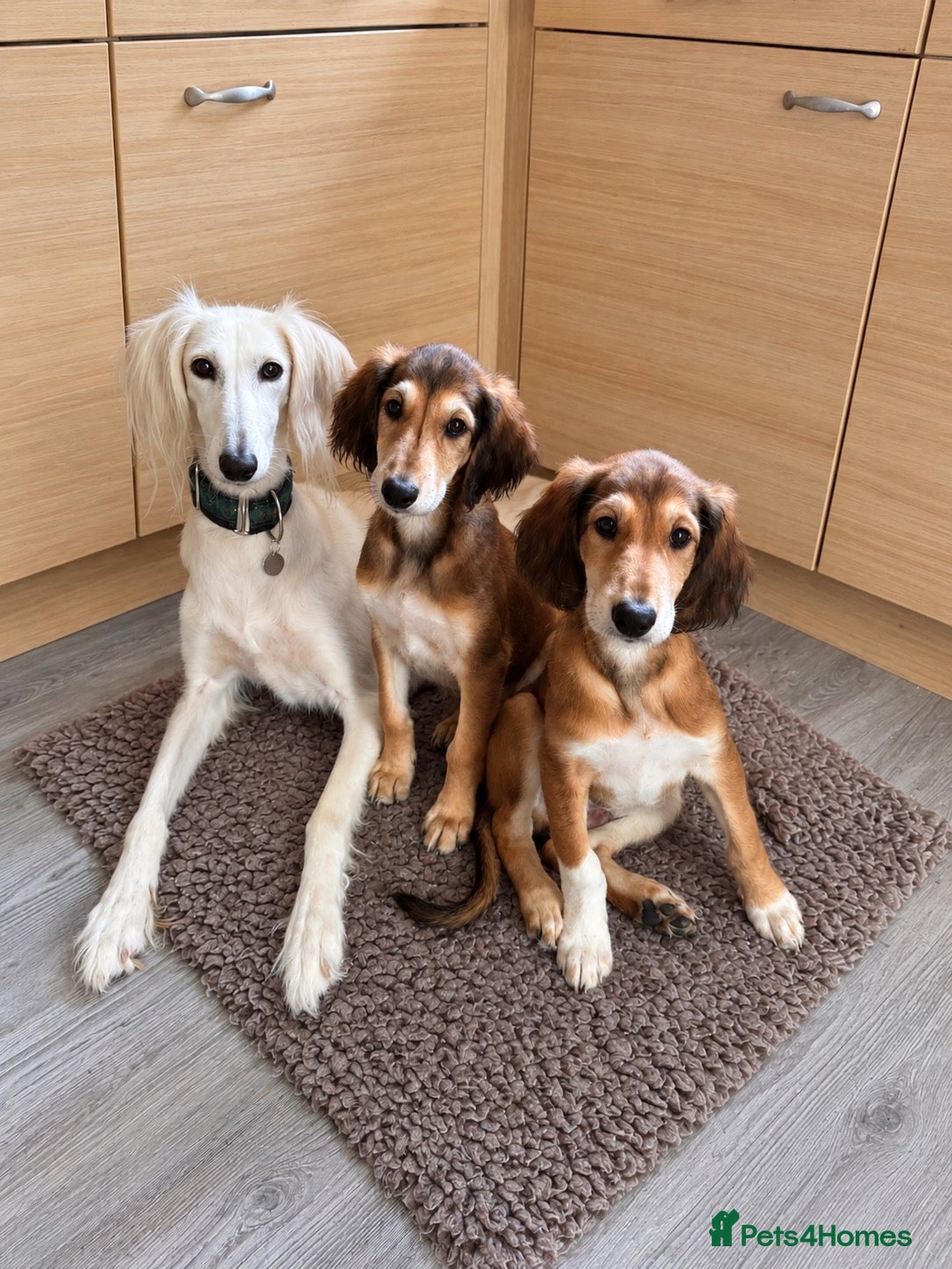 Saluki dogs KC male saluki puppies ready now  - Advert 15