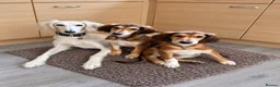 Saluki dogs for sale: Male  Saluki puppy 10 weeks old  - Advert 8