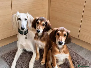 Saluki dogs KC male saluki puppies ready now - Advert 15