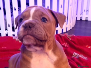Olde English Bulldogge dogs LAST MALE REDUCED!!!! - Advert 3
