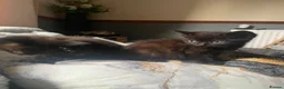 Mixed Breed cats for sale: Two black kittens - Advert 10