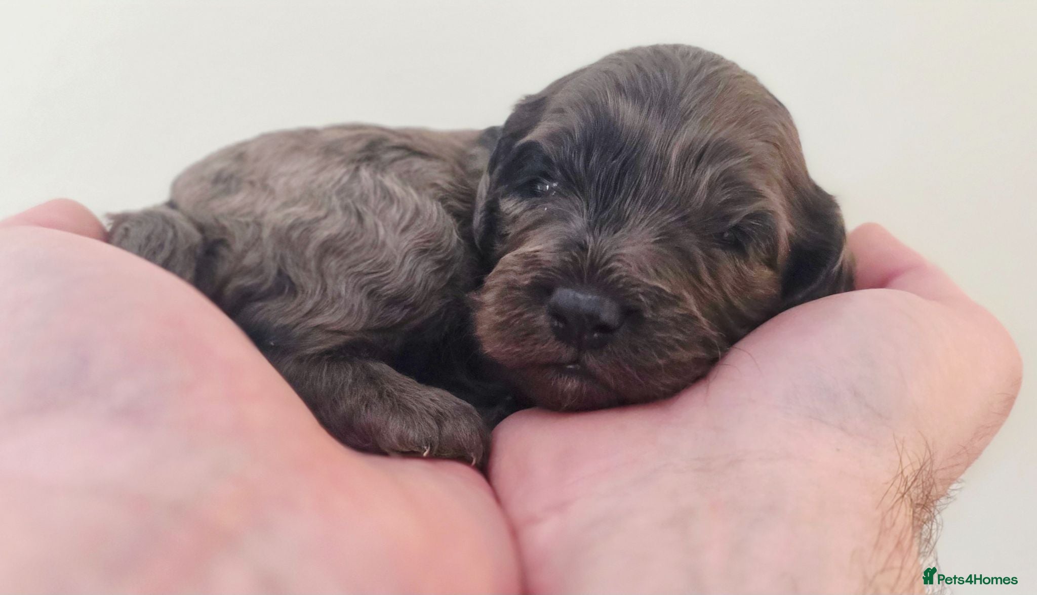 Cockapoo dogs Beautiful DNA clear Showtype F1 Cockerpoo's  - Advert 3