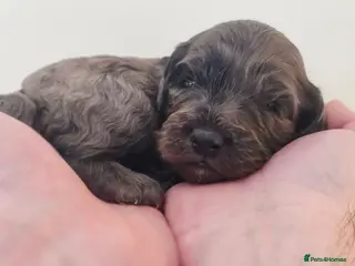 Cockapoo dogs Beautiful DNA clear Showtype F1 Cockerpoo's - Advert 3