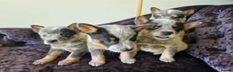 Australian Cattle Dog dogs for sale: 6 Stunning KC Australian cattle dog puppies  - Advert 8