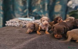 Dachshund dogs for sale: Dachshund  - Image 20