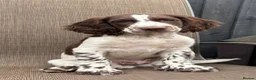 Sprocker dogs for sale: Sprocker spaniels *Ready to leave now!  - Advert 3