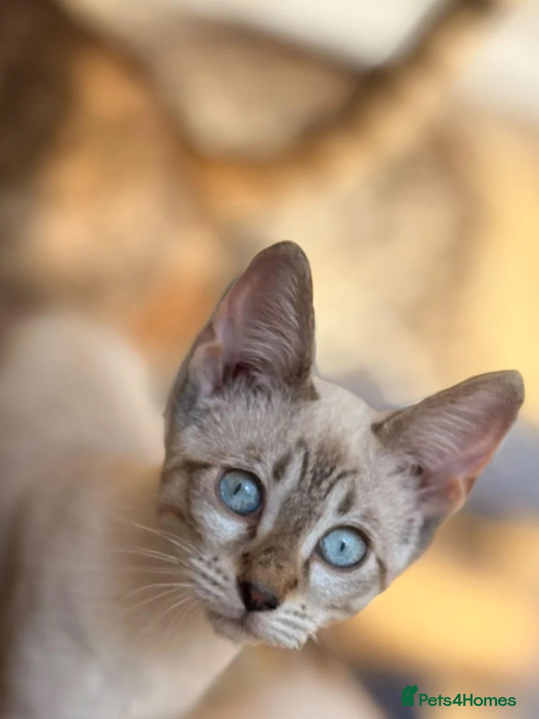 Mixed Breed cats for sale: Bengal x Savannah boy Ready - Advert 2