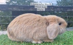 Mini Lop rabbits for sale: Various young mini lop males  - Image 11