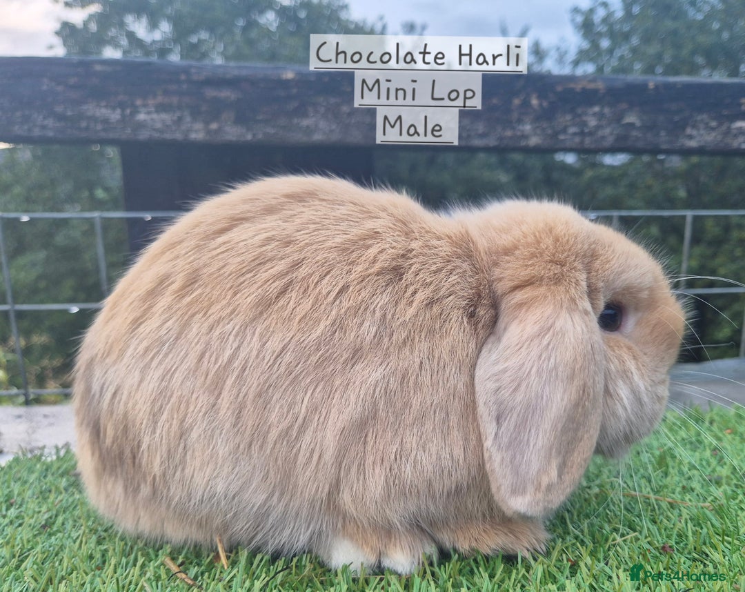 Mini Lop rabbits for sale: Various young mini lop males  - Image 11