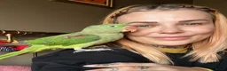 Parakeets birds for sale: Alexandrine parrot 🦜  in Oldham - Advert 7
