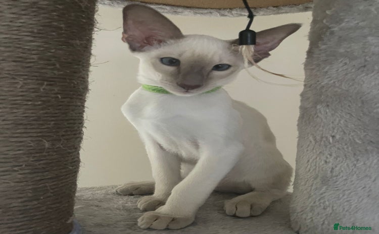 Siamese cats - Advert 2