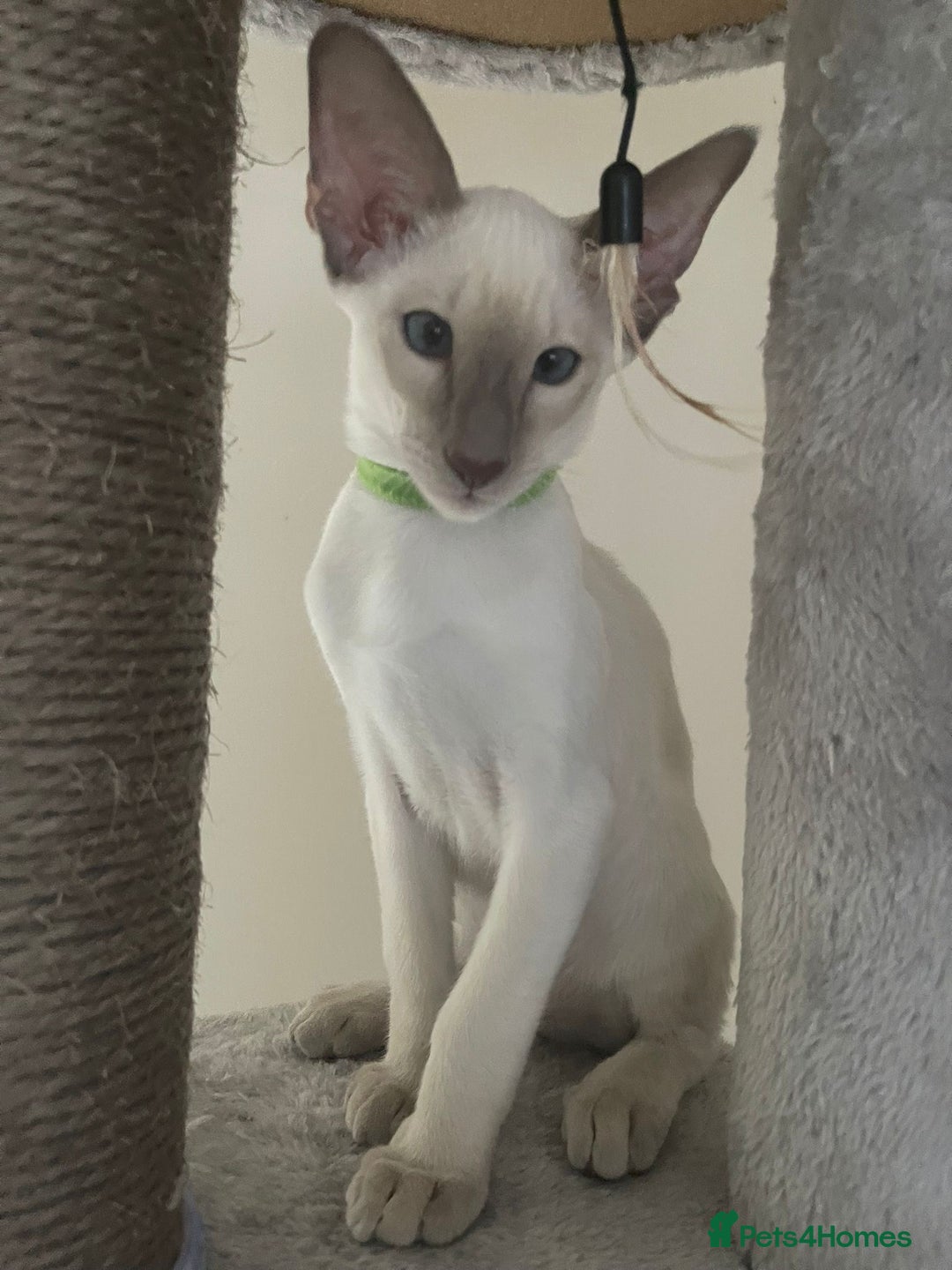 Siamese cats for sale: Last Siamese boy  - Image 1