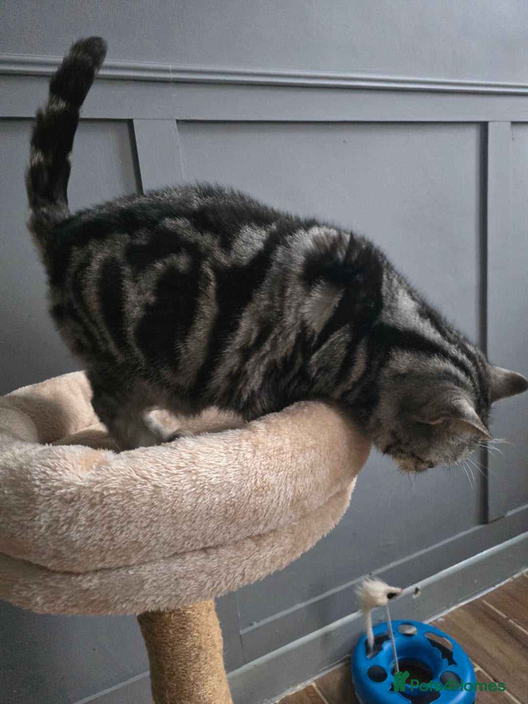 British Shorthair cats for sale: Beautiful bsh silver tabby  - Advert 4