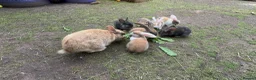 Mixed Breed rabbits for sale: Rabbits for sale - Advert 9