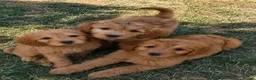 Mini Goldendoodle dogs for sale: F1 Fully Healthy Tested Goldendoodles  - Advert 2