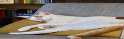 Mixed Breed cats for adoption: Male Rescue Cat for Adoption - Advert 3