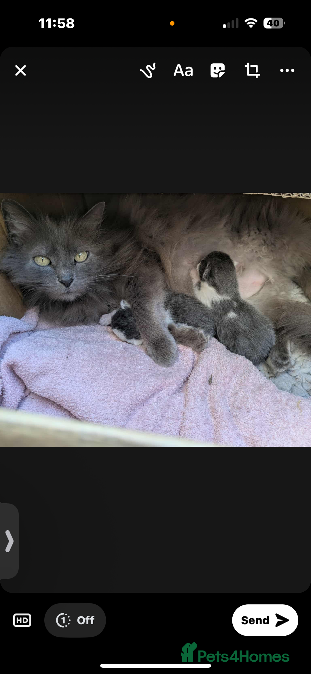 Mixed Breed cats for sale: Grey and white kitten  - Image 4