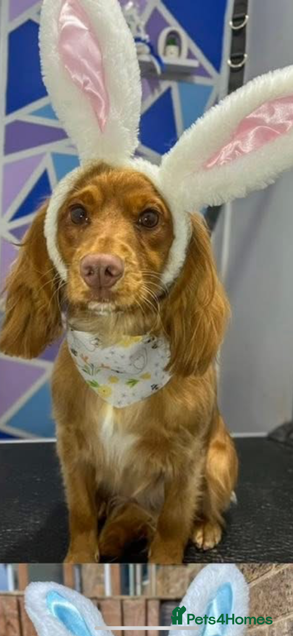 Cocker Spaniel dogs Female Cocker spaniel 1 year old  - Advert 4