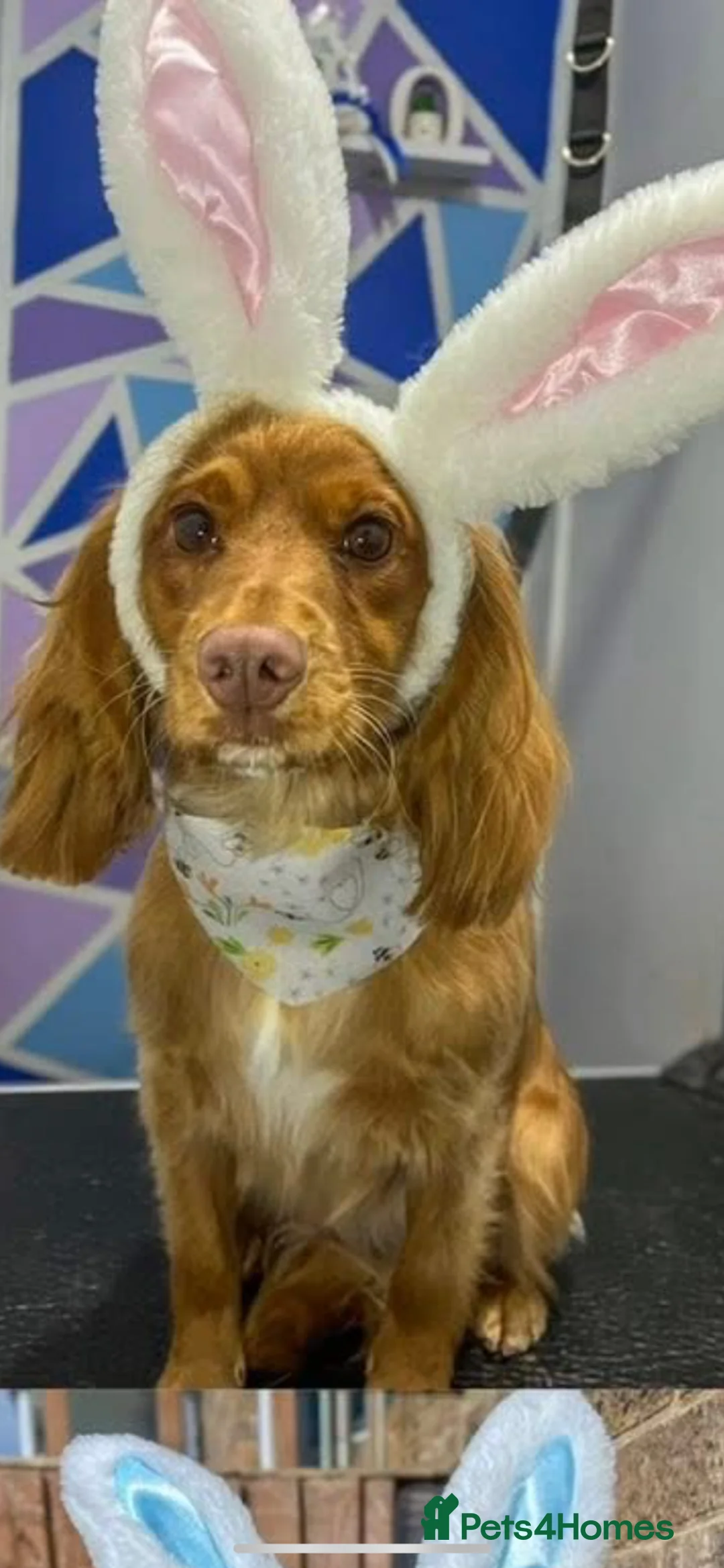 Cocker Spaniel dogs for sale: Female Cocker spaniel 1 year old  in Hull - Advert 1