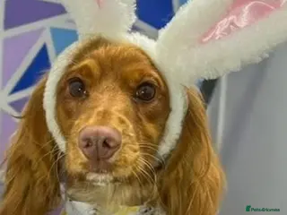 Cocker Spaniel dogs Female Cocker spaniel 1 year old - Advert 4