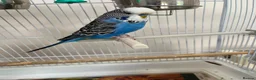 Budgerigars birds for sale: Male Budgie  in Wakefield - Advert 1