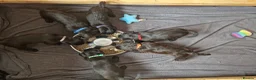 Doxiepoo dogs for sale: Ready now Miniature poodle x dacshund - Advert 20