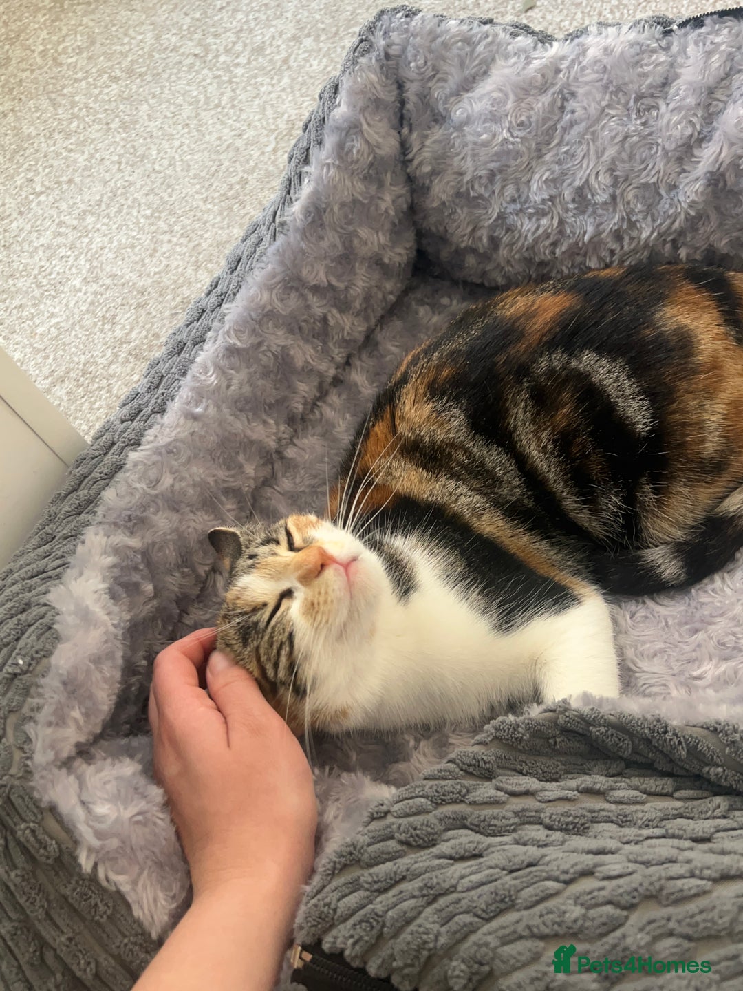 Mixed Breed cats for sale: Mixed breed kittens loving for their forever home - Advert 2