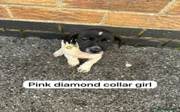 Mixed Breed dogs for sale: Beautiful litter of cocker Jacks - Image 3