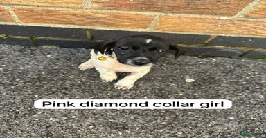 Mixed Breed dogs - Advert 7