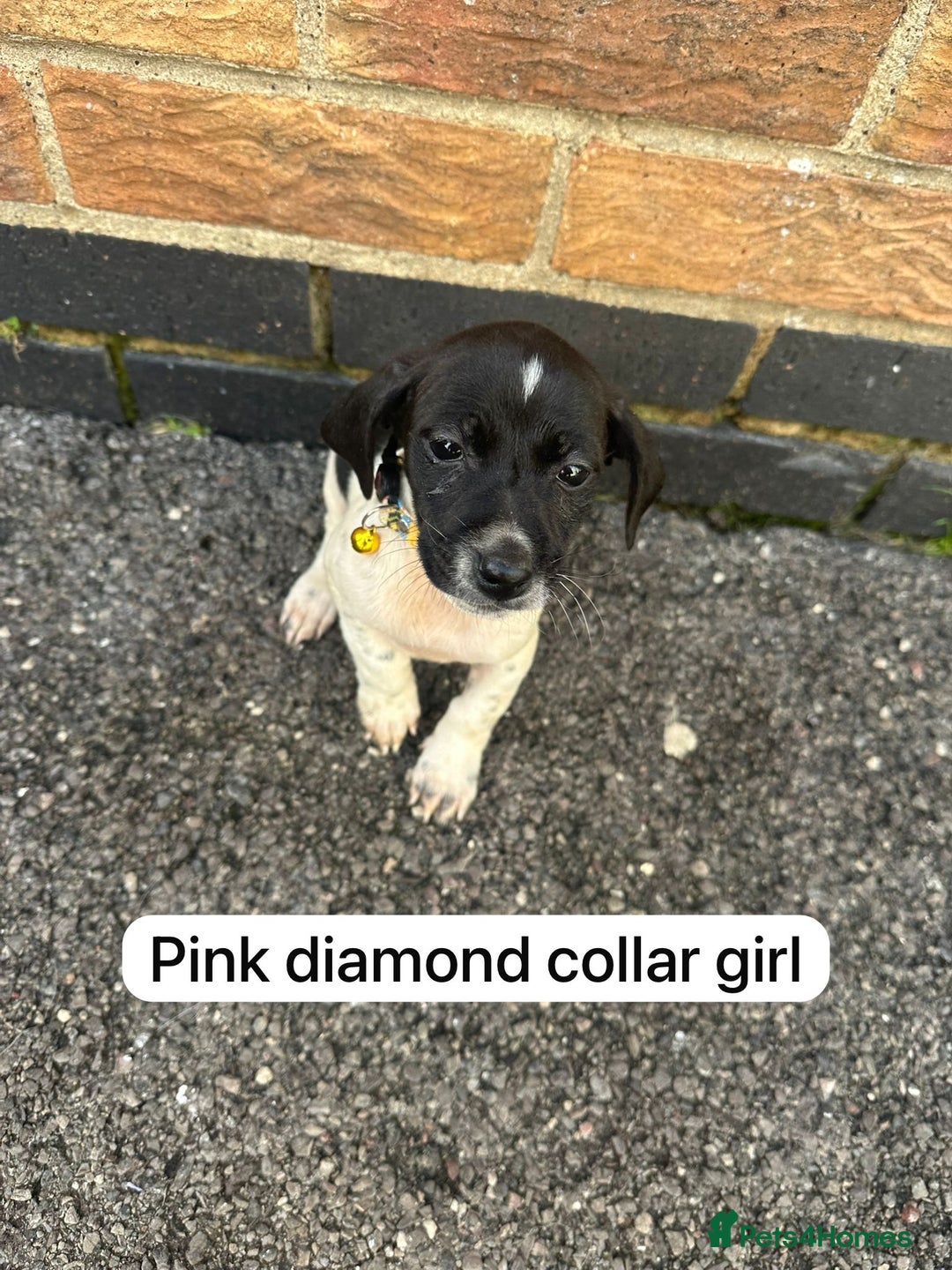 Mixed Breed dogs for sale: Beautiful litter of cocker Jacks - Image 3