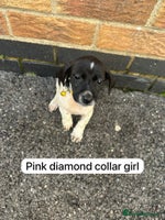 Mixed Breed dogs - Advert 6