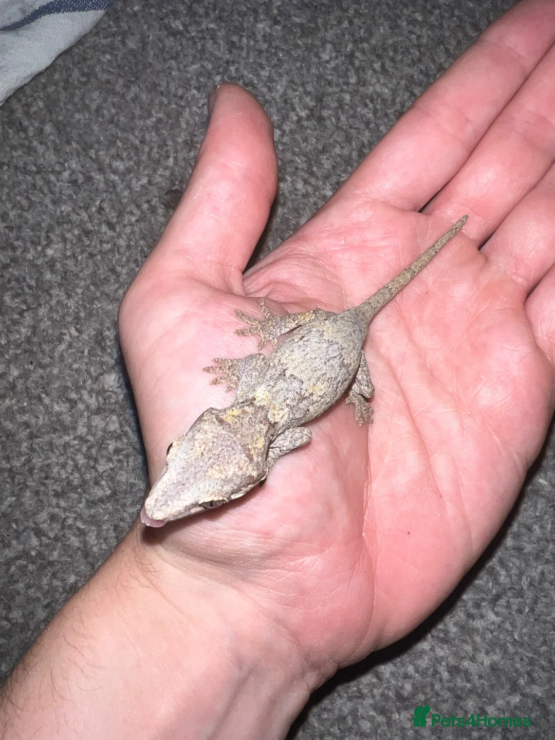 Gecko reptiles for sale: Baby gargoyle geckos  - Advert 5