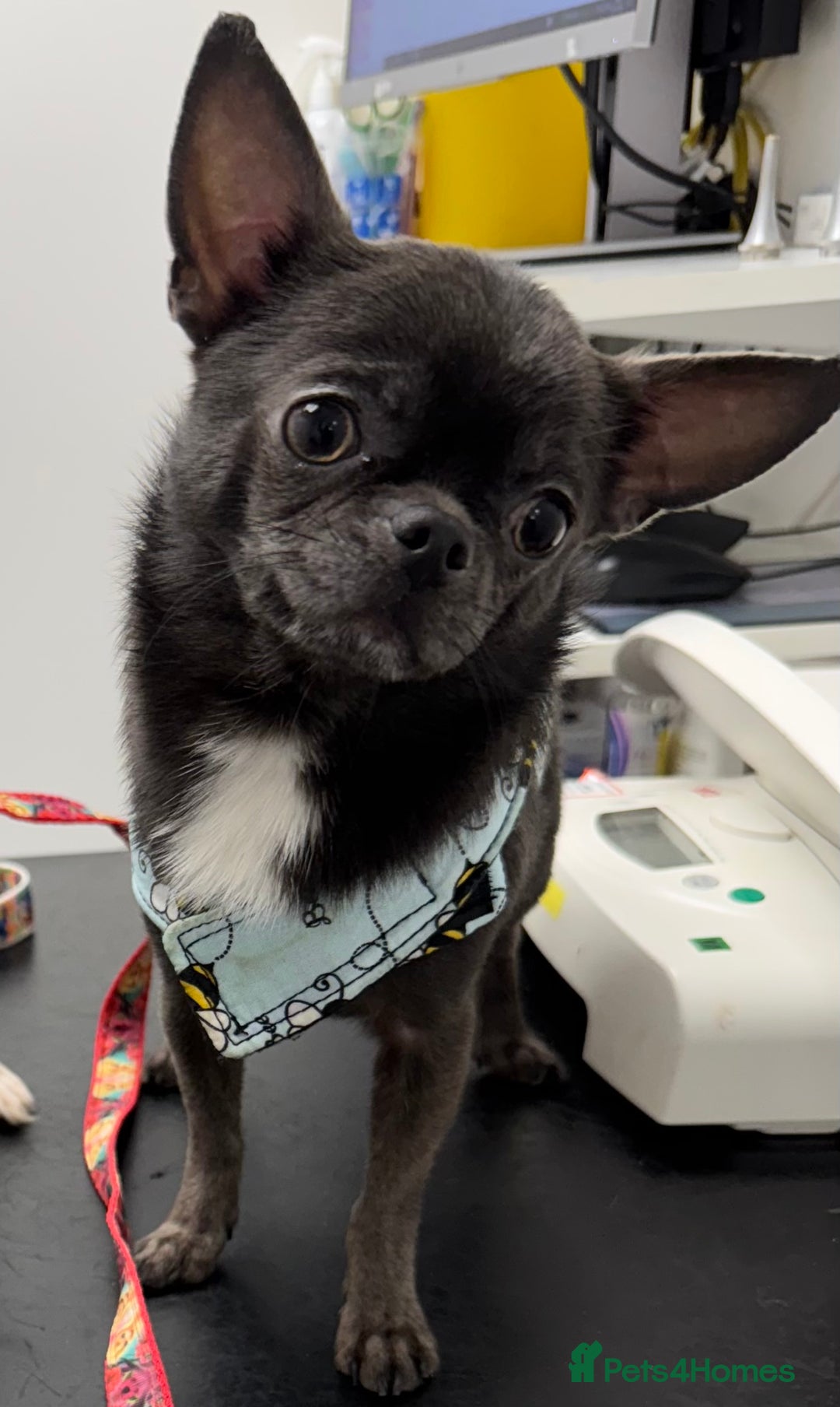 Chihuahua dogs for stud: Kc registered blue smooth coat for stud in South Shields - Advert 3