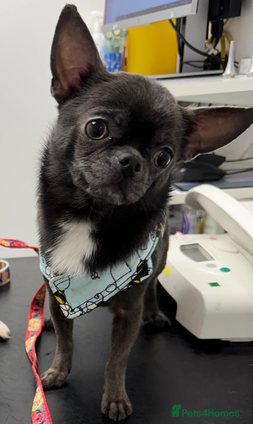 Chihuahua dogs for stud: Kc registered blue smooth coat for stud in South Shields - Advert 3