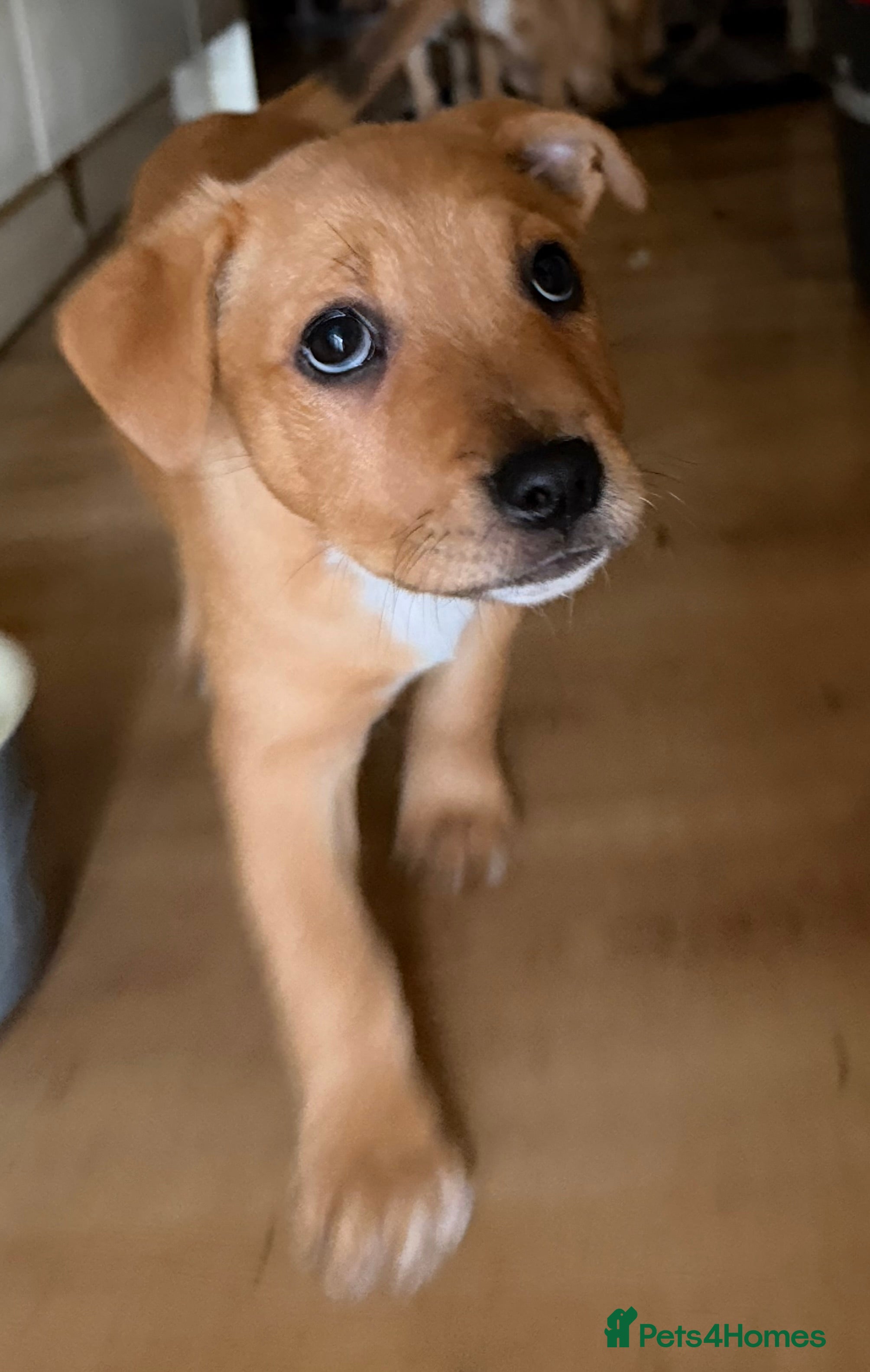 Mixed Breed dogs Happiest little bundles - Advert 2