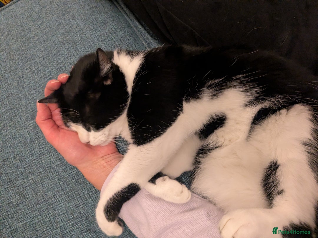 Mixed Breed cats for sale: Black and white female cat looking for a new home - Image 4