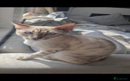 Bengal cats for sale: 🪽 Waiting List Open Snow Bengals 🐆🪽 - Image 3