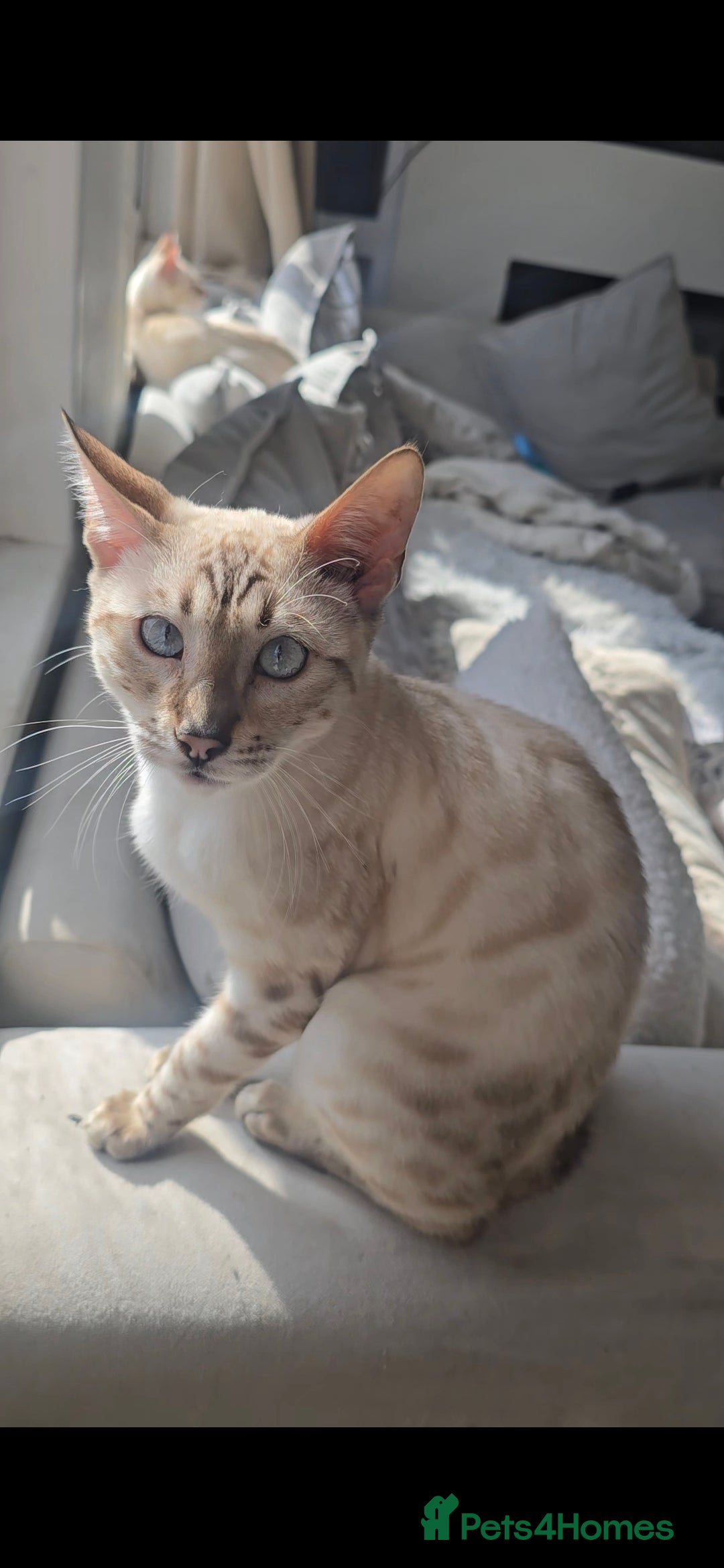 Bengal cats for sale: 🪽 Waiting List Open Snow Bengals 🐆🪽 - Image 3