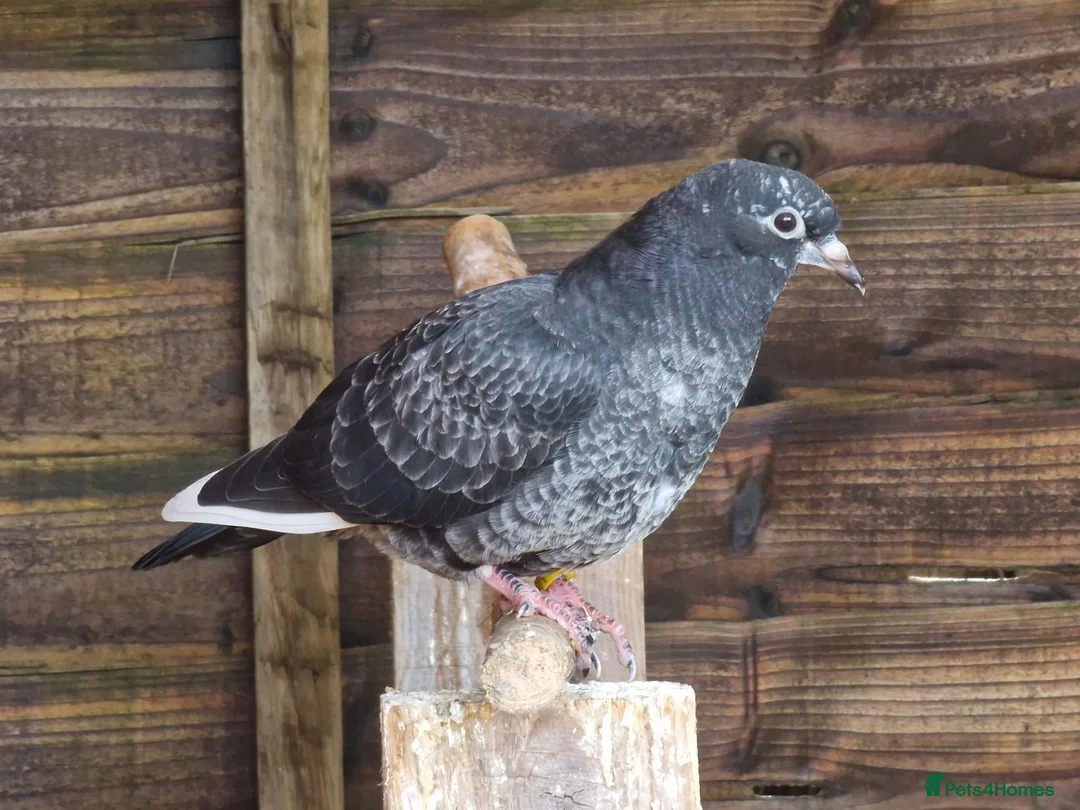 Pigeons birds for sale: White Tumbler baby pigeon for sale - Advert 2