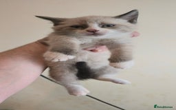 Mixed Breed cats for sale: 8 beautiful kittens ready for 1/09/2025 - Image 13