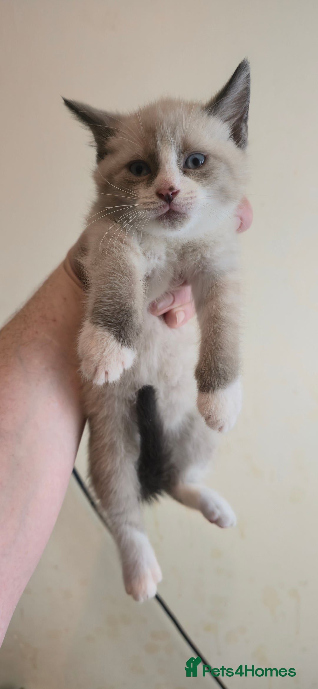 Mixed Breed cats for sale: 8 beautiful kittens ready for 1/09/2025 - Image 13