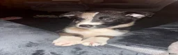 Mixed Breed dogs for sale: Malinios x Collie  - Advert 3