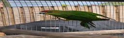Parakeets birds for sale: Stunning Young Kakarikis For Sale  - Advert 1