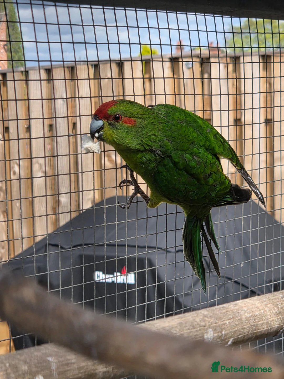Parakeets birds for sale: Stunning Young Kakarikis For Sale  - Advert 1