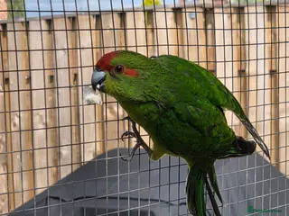 Parakeets birds Stunning Young Kakarikis For Sale - Advert 1