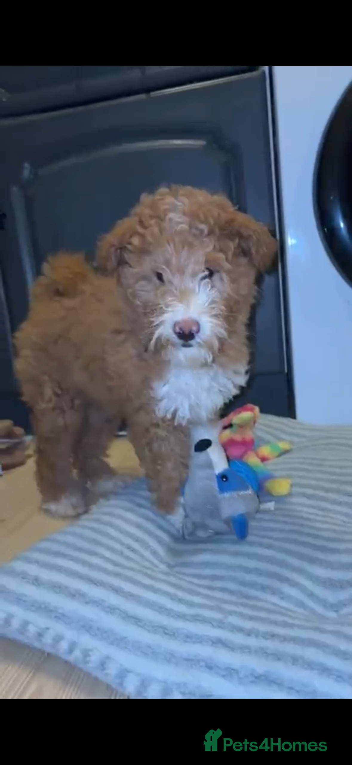 Mixed Breed dogs Rough collie x poodle  - Advert 1