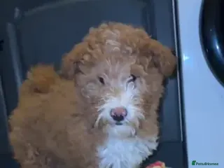 Mixed Breed dogs Rough collie x poodle - Advert 1