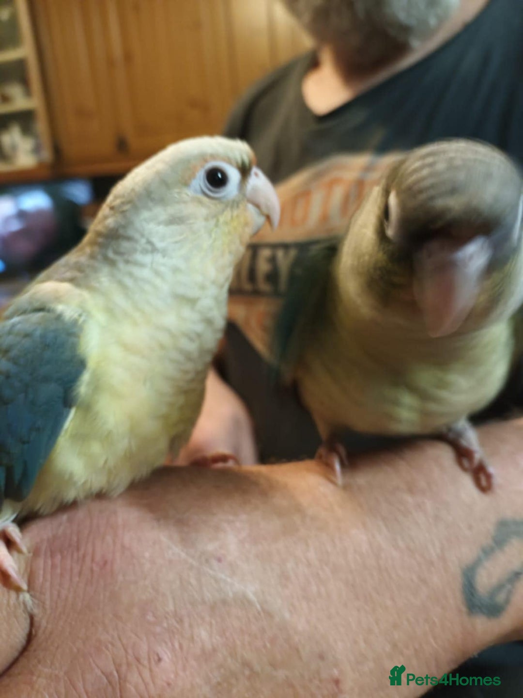 Parrots birds for sale: Hand reared Quaker and Conure chicks - Image 2
