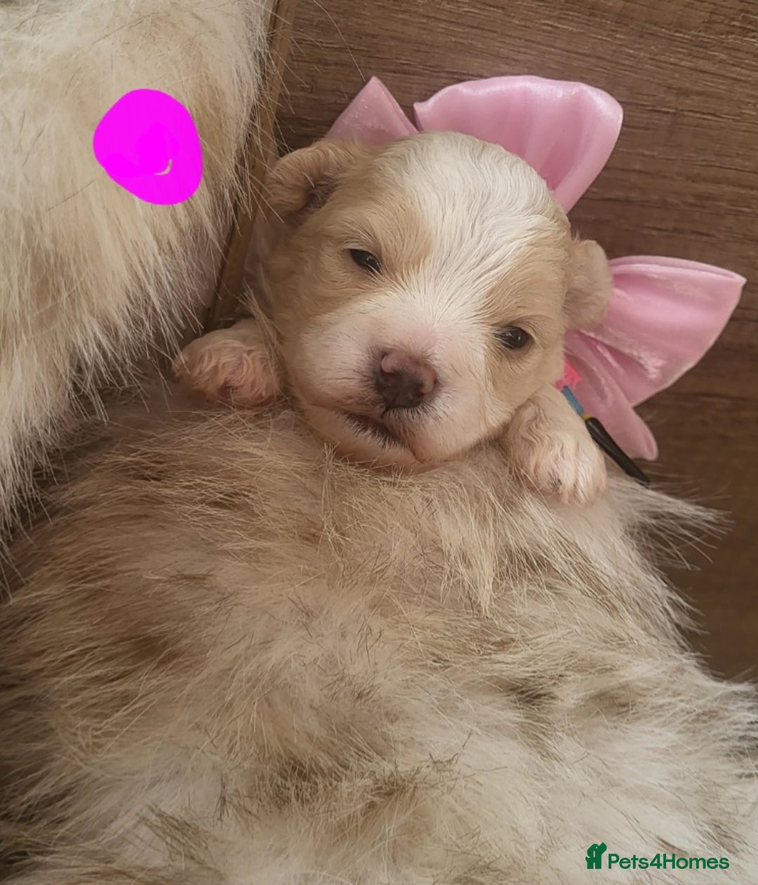 Maltipoo dogs for sale: Toy maltipoo puppies  - Advert 8